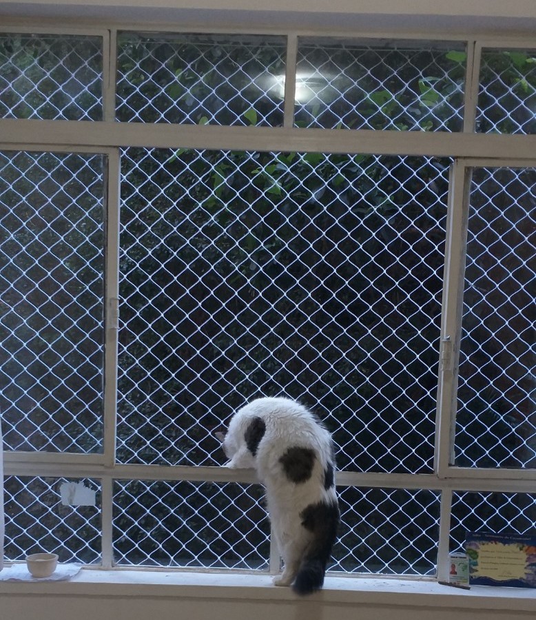 Rede de proteção para gatos em janela de apartamento - Bom Tempo Proteções São Paulo
