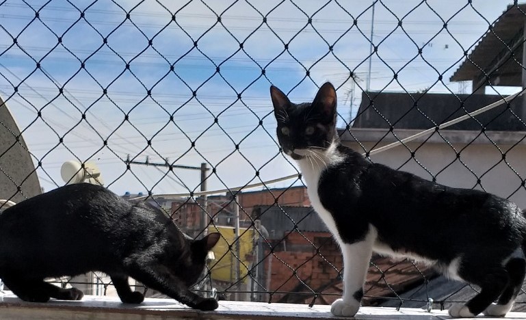 Instalação de rede de proteção para gatos em apartamento em São Paulo.
