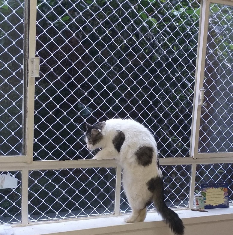 telas para gatos na freguesia do ó
