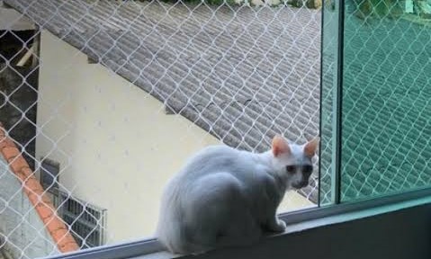 tela instalada em janela para proteção de gatos
