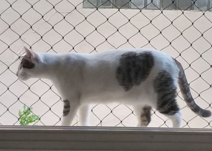 rede de proteção instalada em janelas para gatos